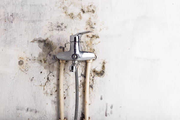 Best Fast Mold Removal  in Bridgetown, MS