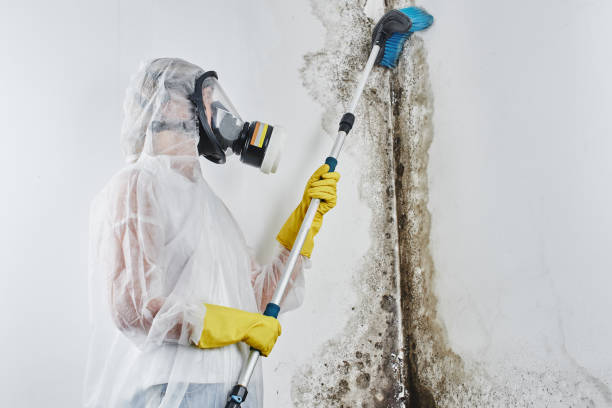 Best Attic Mold Removal  in Bridgetown, MS